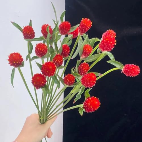 300 piezas Semillas de amaranto de globo real, flores regalo planta decoración Gomphrena globosa, balcón flores flores regalo decoración de jardín para plantas decorativas exteriores