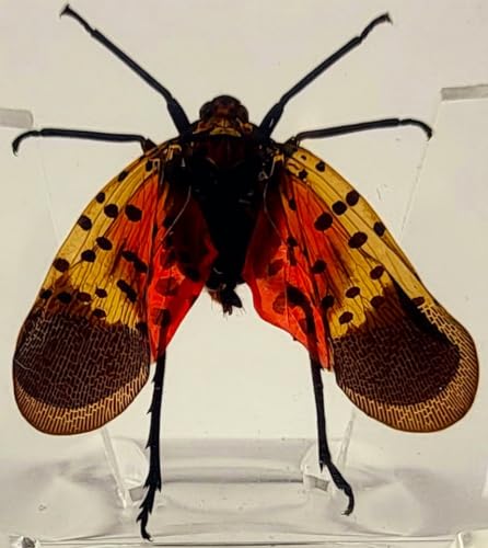 Image of 38mm Real Spotted Lanternfly Cicada in Crystal Clear Lucite Resin Specimen Preserved Small Insect Taxidermy Decor Crafts Collection for Biology Science Education & Desk Display Supplies
