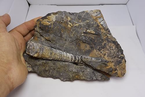 Image of Natural Orthoceras Fossil Plate from Devonian Period Fossil from Morocco A312