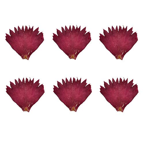 Hׂ鉟 hCGfBut[ J[l[V 50 Hp hCt[ LЃg(omtmb6265)