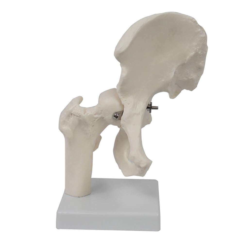Menschliches Gelenkmodell, Schultergelenk/Fußknochengelenk/Hüftgelenk/Handknochengelenk/Ellenbogengelenk, lebensgroß(Hip Joint)