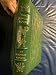 THE JUNGLE BOOKS (The 100 Greatest Books Ever Written)