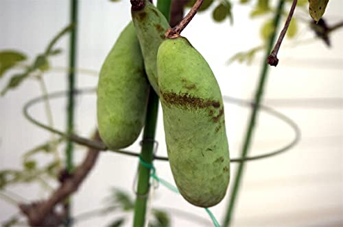 アケビのす Amazon.co.jp: あけび 【五葉アケビ】 5号ポット苗 : DIY・工具・ガーデン