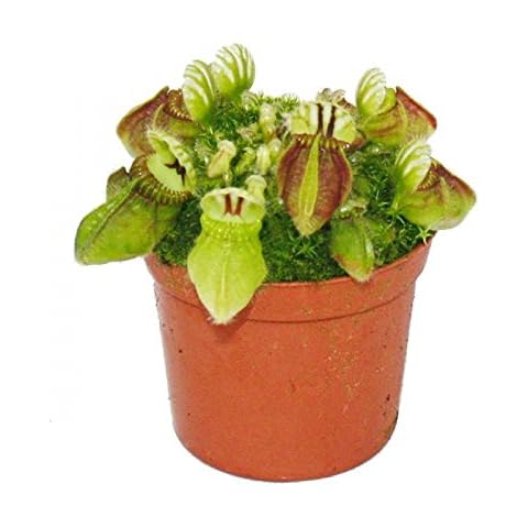 Exotenherz - Fleischfressende Pflanze - Zwergkrug - Cephalotus follicularis - 9cm Topf - Rarität Cover