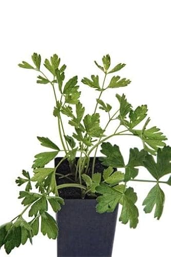 Perejil Natural Planta Aromática de Exterior Propia de la Cocina Mediterránea