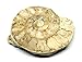 Limestone Ammonite Fossil Jurassic Great Britain 16994