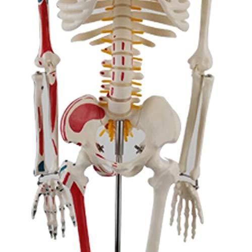 Squelette anatomique 85 cm AMITD à membres articulés et nerfs spinaux