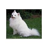 CafePress American Eskimo Full Throw Blanket Super Soft Fleece Plush Throw Blanket, 60'x50'