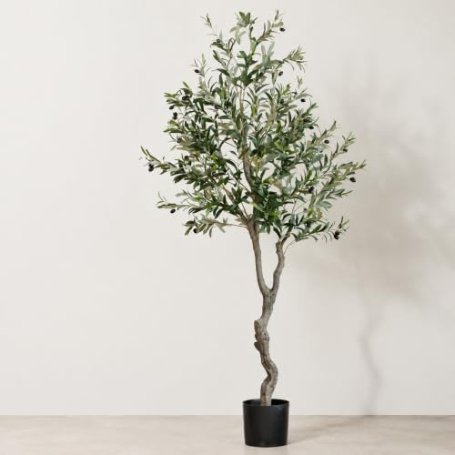 観葉植物 オリーブ 鉢植え」の人気商品一覧・価格比較 - 価格.com