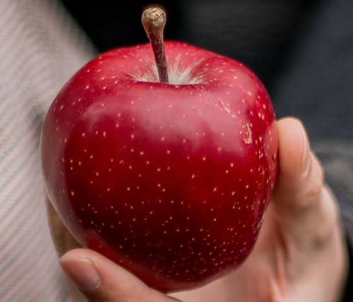 Direct Plants Apple Red Devil Large Fruit Tree 6ft Tall Supplied in a Pot by Directplants