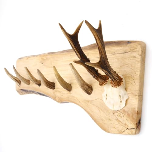 GTK - Geweihe & Trophäen KRUMHOLZ Geweih Garderobe mit 6 Haken aus Rothirschspitzen auf Holzbrett Rehgeweih Wandgarderobe Unikat 27.8.89