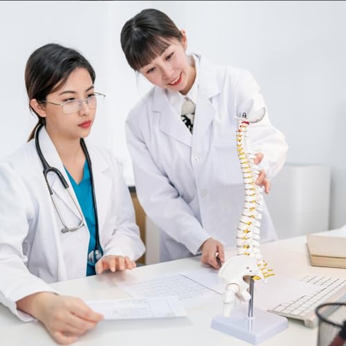 Image of breesky Human Spine Mini Model, 17'' Spine Anatomy Model with Nerves, Vertebra Model with Stand for Medical Students, Osteopaths and Chiropractors