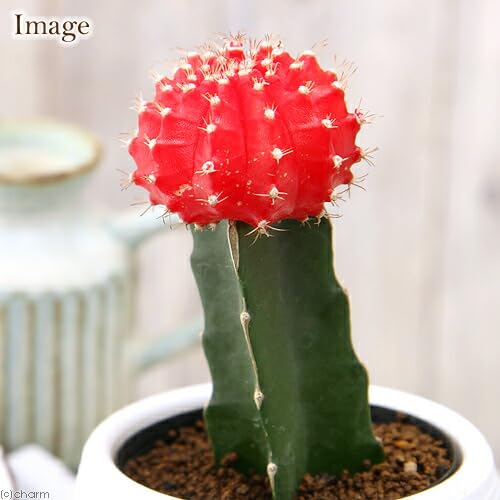 Amazon.co.jp: （観葉植物）サボテン ヒボタン（緋牡丹） レッド系 2 