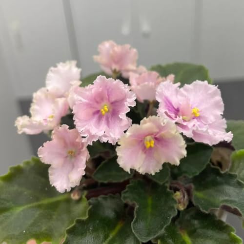 semi di violetta africana, decorativi, resistenti all'esterno di violetta africana, selvatici da balcone, recisi 80pcs