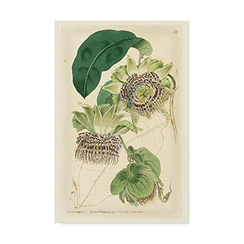 Trademark Fine Art Antique Passionflower II by M. Hart, 22x32-Inch,
