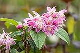 Deutzia magnifica 'Tourbillon Rouge' 60–100 cm –...