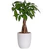 Costa Farms Money Tree Easy Care Indoor Plant Live Houseplant in Ceramic Planter Pot Bonsai Potted in Potting Soil Home Decor Birthday Gift New Home Gift Outdoor Garden Gift 16 Inches Tall