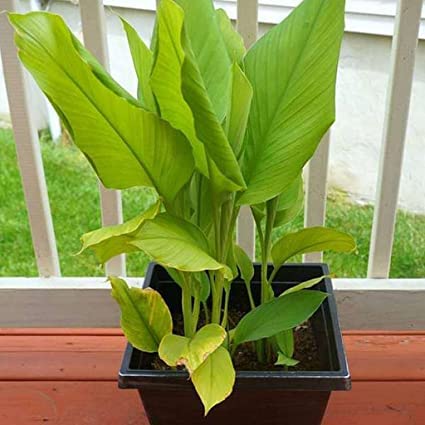 See full amazon price history chart for Mphmi Live Plants Nursery Garden Haldi, Turmeric, Curcuma (Yellow) - Plant Mphmi Live Plants Nursery Garden Haldi, Turmeric, Curcuma (Yellow) - Plant (B0BVHRY422) Amazon Price History, Amazon Price Tracker