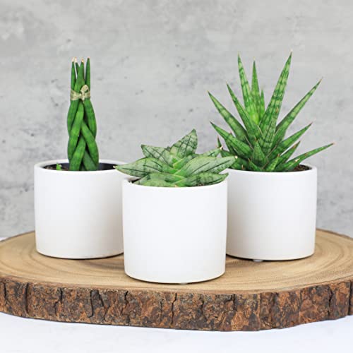 Plants For Pets Sansevieria Cylindrica Succulents (3 Pack) With Matte White Ceramic Planter Pot Set, Live Indoor Plants For Home Décor, Easy Houseplants Rooted In Growing Containers And Potting Soil #TOP3