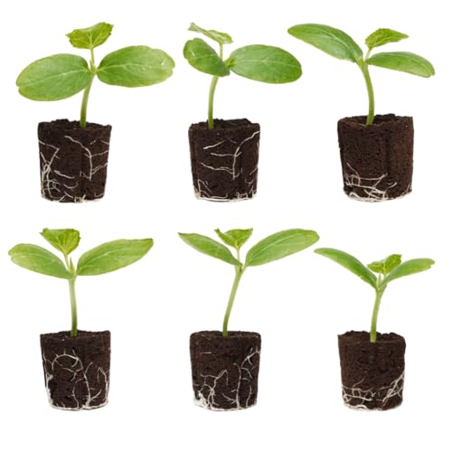 Cucumber Seedlings: Ready-to-Plant Starts Starters Plugs Garden Ready Live Plants Transplants Pre-Sprouted Soil & Hydroponic Gardens (6 seedlings)