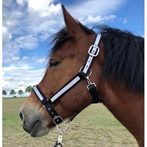 Halster voor paarden koudbloed | halster xxfull, stalhalster | verstelbare holster 2 vakken aan kinriem & nekstuk (zwart-wit, XXFull (koudbloed))