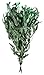 SuperMoss (15103) Dried Flowers - Eucalyptus Long, Green, 3.5oz