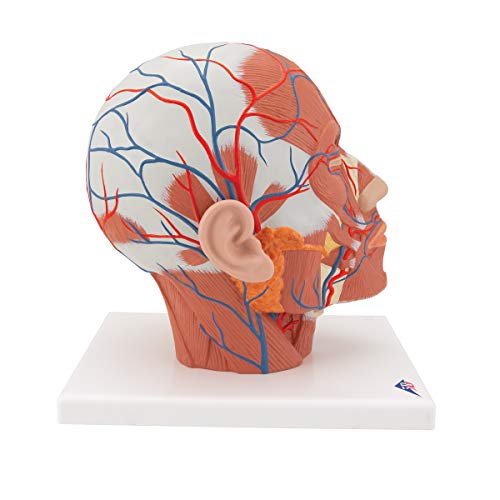 3B Scientific Menschliche Anatomie - Kopfmuskulatur mit Blutgefäßen + kostenlose Anatomie App - 3B Smart Anatomy