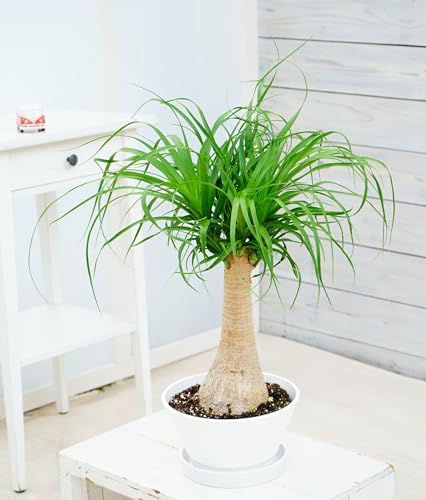 �͂Ȃ݂ǂ� �}�������ϗt �|�j�[�e�[�� 7�� ���� 1�� �g�b�N������ �m���i �������ABeaucarnea recurvata ponytail palm