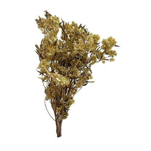 Bouquet de flores secas Dodonaea Viscosa 40-60 cm miniatura 6