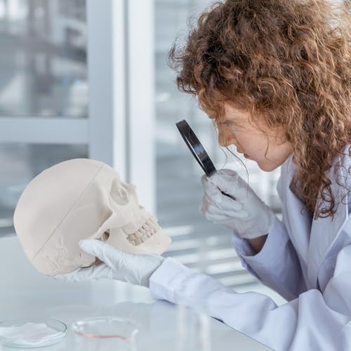 ERWEY Skädel Modell Schädel Skelett Modell für Anatomieunterricht