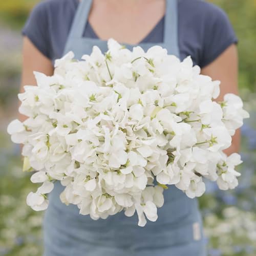 Eden Brothers Sweet Pea Seeds - Royal White