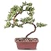 Brussel's Live Green Mound Juniper Outdoor Bonsai Tree - 7 Years Old; 14" to 16" Tall with Decorative Container - Not Sold in California
