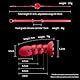 Jomyu Neu BDSM Deep Throat mehrstufiger Oralball Stieg Silikon Ball Gag mit Ball Gag Zungenfixierung Einstellbar SM Sklaven Fetisch dildo Sexspielzeug Sexspiel für Paare Frauen Männer Extrem (Rosa)