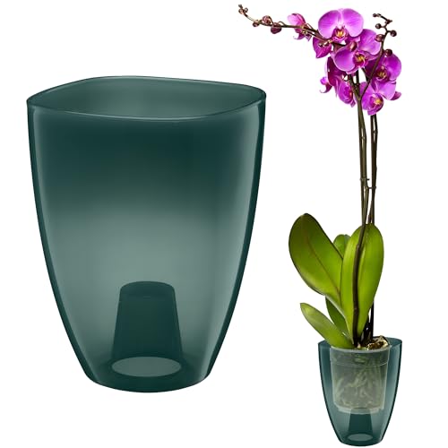VERDENIA KAJA - Maceta para orquídeas, diseño Minimalista, Ligera, para Interiores, Polipropileno, Superficie Transparente, práctica y Funcional, 12 x 12 x 17 cm, Color Verde Oscuro