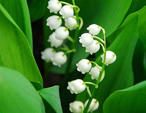 Image of AREON MA33 Hanging Best Car Air Freshener Lily of the Valley Scent, Paper Hanging Ornaments, Long Lasting Scent for Car or Home 12 Pack