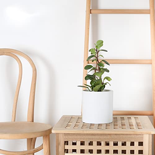 Pageqiu Planter Pots For Plant Indoor - Modern Ceramic Flower Planters With Drainage Hole For Home Office Decoration (White, 5.1 Inch) #TOP1