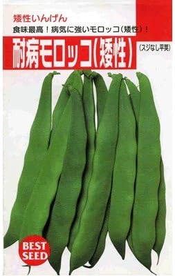 Amazon 耐病モロッコ タキイの矮性インゲン種です 野菜