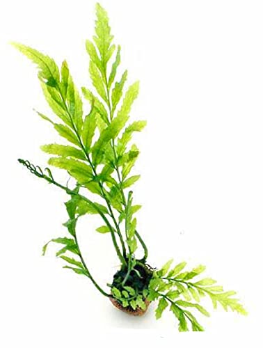 (coco`sshop) 水草 ボルビティス ヒュディロティ 溶岩石巻き(無害なシリコンゴムバンド使用) 15p以上株 1個 無農薬 アクアリウム ネイチャーアクアリウム 熱帯魚 シュリンプ メダカ ビオトープ 水槽