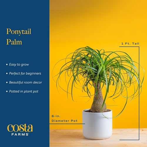 Costa Farms Ponytail Palm Bonsai, Easy to Grow Live Indoor Plant in Indoors Garden Planter Pot, Air Purifying Houseplant, Housewarming, Birthday Gift, Office, Home, and Room Décor, 1 Foot Tall Costa Farms Ponytail Palm Bonsai, Easy to Grow Live Indoor Plant in Indoors Garden Planter Pot, Air Purifying Houseplant, Housewarming, Birthday Gift, Office, Home, and Room Décor, 1 Foot Tall