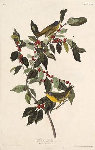 Oiseaux d'Amérique toile décorative pour insuffler de la poésie dans votre salon