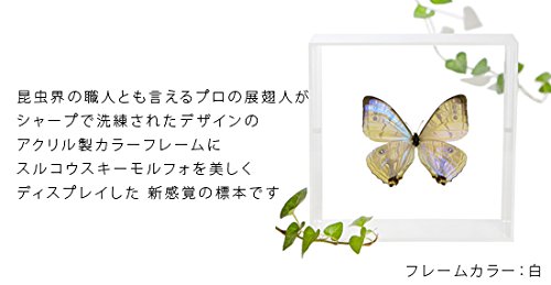 Amazon.co.jp: 蝶の標本 スルコウスキーモルフォ Morpho sulkowskyi