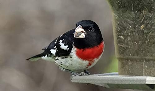 Miniatura 6 de Semillas de girasol de aceite negro para pájaros, mezcla de semillas de pájaros, ideal para pollos y aves silvestres, semillas de girasol de pájaro