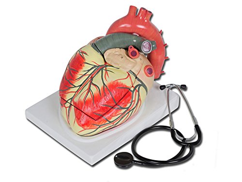 Gima 40070 Modello Cuore Linea Value, 4 Parti, 3x