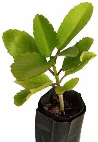 The Entacloo Bryophyllum Pinnatum/Patharchatta Plant(E-326)