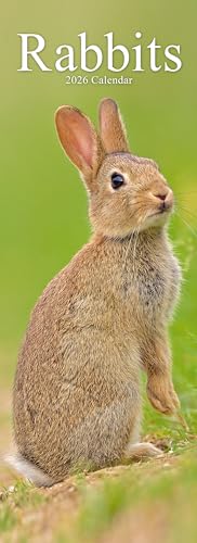 Rabbits Slim 2026 Calendar | Slimline Wall Calendar | Animal Gift | Plastic Free Packaging | By Avonside Publishing