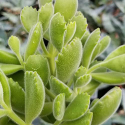 Cotyledon Ladismithiensis Cacti Cactus Succulent Real Live Plant #TOP2
