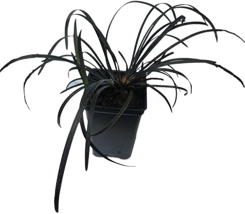 Miniatura 1 de 3 contenedores de macetas de 2.5 pulgadas de hierba decorativa Black Mondo, bien arraigadas