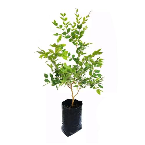 Genérico, Muda de Jabuticaba Hibrida 50 a 80cm AMK - Plantas Online