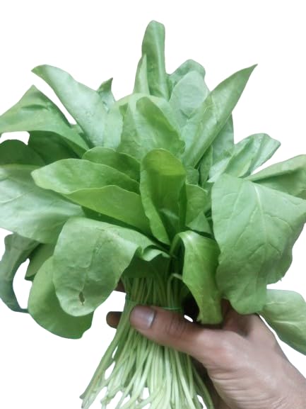 Seed Basket Native/Heirloom Palak Or Spinach Vegetable Seeds (20 Grams) - Image 2 thumbnail