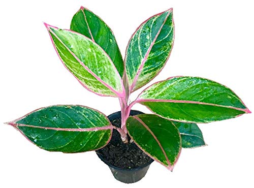 See full amazon price history chart for The Four Seasons Aglaonema Lipstick Pink | Siam Aurora Pink | Rare Natural Live Plant in Pot The Four Seasons Aglaonema Lipstick Pink | Siam Aurora Pink | Rare Natural Live Plant in Pot (B07HQTPW2Z) Amazon Price History, Amazon Price Tracker